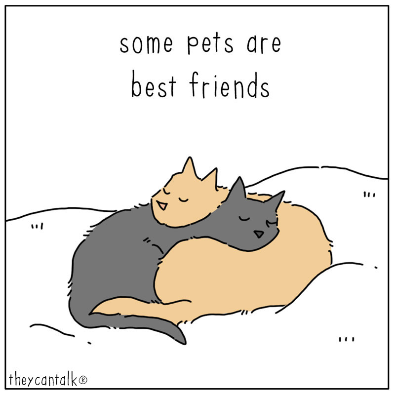 https://cdn.tinyview.com/they-can-talk/2026/08/06/relationships/bff1.jpg