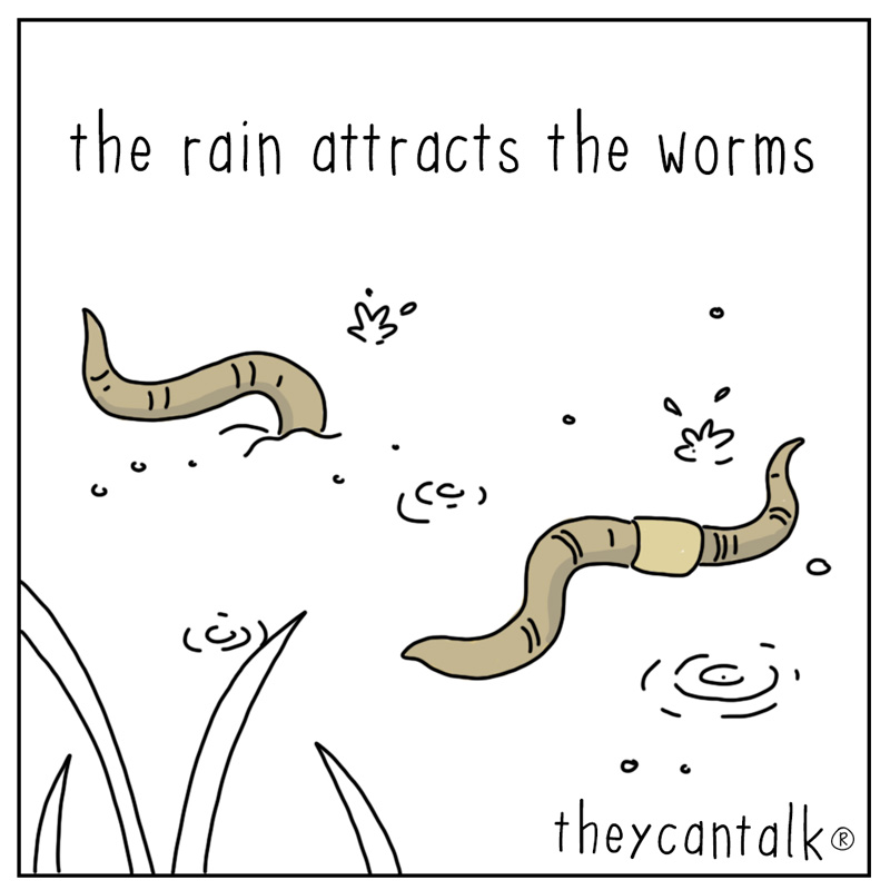 https://cdn.tinyview.com/they-can-talk/2026/08/08/attracts/cat_rain1.jpg