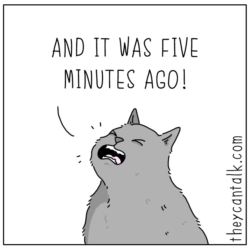 https://cdn.tinyview.com/they-can-talk/2026/08/13/time/cat_tellingtime3.jpg