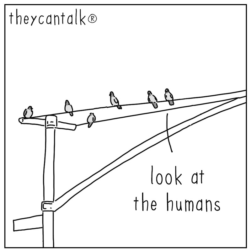 https://cdn.tinyview.com/they-can-talk/2026/09/17/humans/pigeon_humans1.jpg