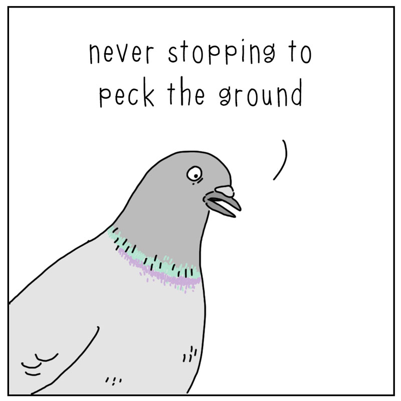 https://cdn.tinyview.com/they-can-talk/2026/09/17/humans/pigeon_humans3.jpg